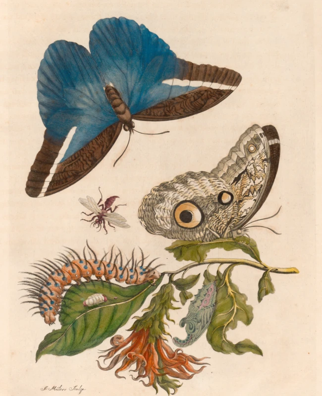 Metamorphose – Unsere Welt der Insekten